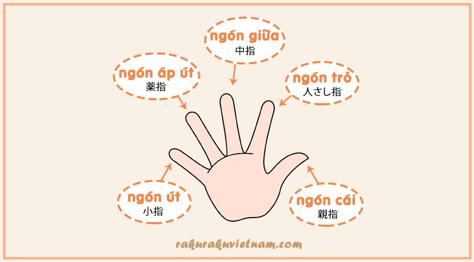 ベトナム語の単語 21 Hoa 各花の名前 をベトナム語で