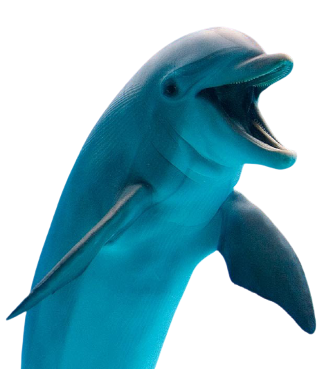 ベトナム語の単語 13 động Vật 動物 ベトナム語の単語 13 động Vật 動物