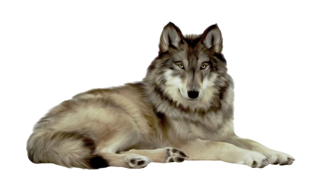 ベトナム語の単語 13 động Vật 動物