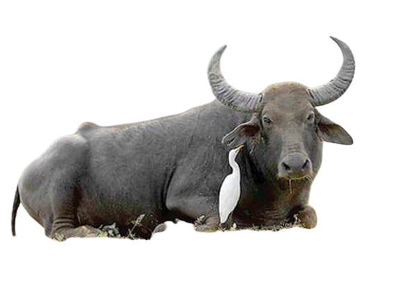 ベトナム語の単語 13 động Vật 動物